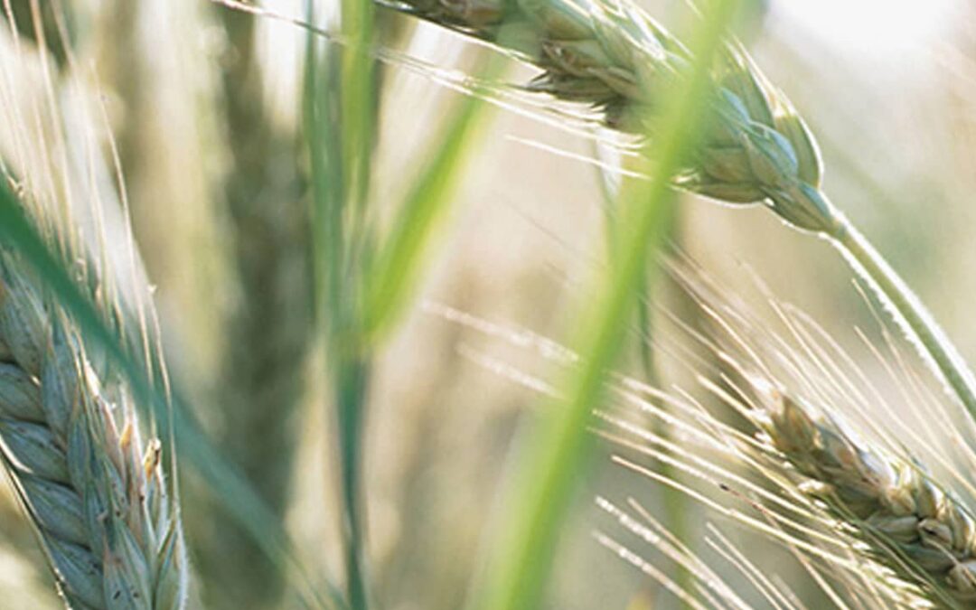 The long road from farm to bakery